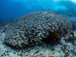There's always one ... !

Oxeye Scad - Selar boops

S... by Stefan Follows 